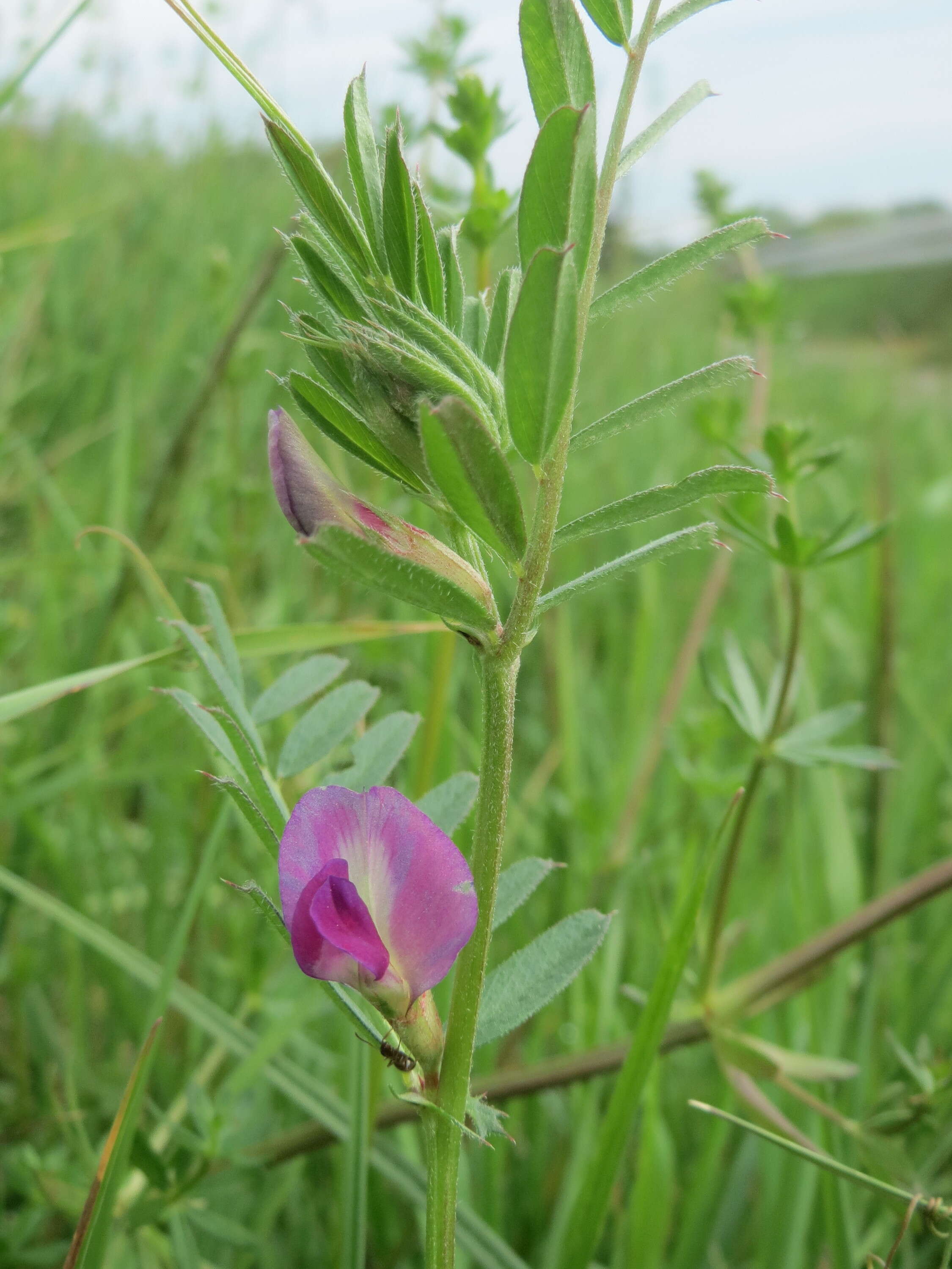 Image of Common Vetch