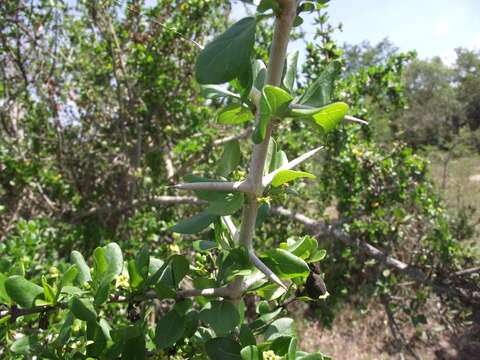 Image of Canthium spinosum (Klotzsch ex Eckl. & Zeyh.) Kuntze