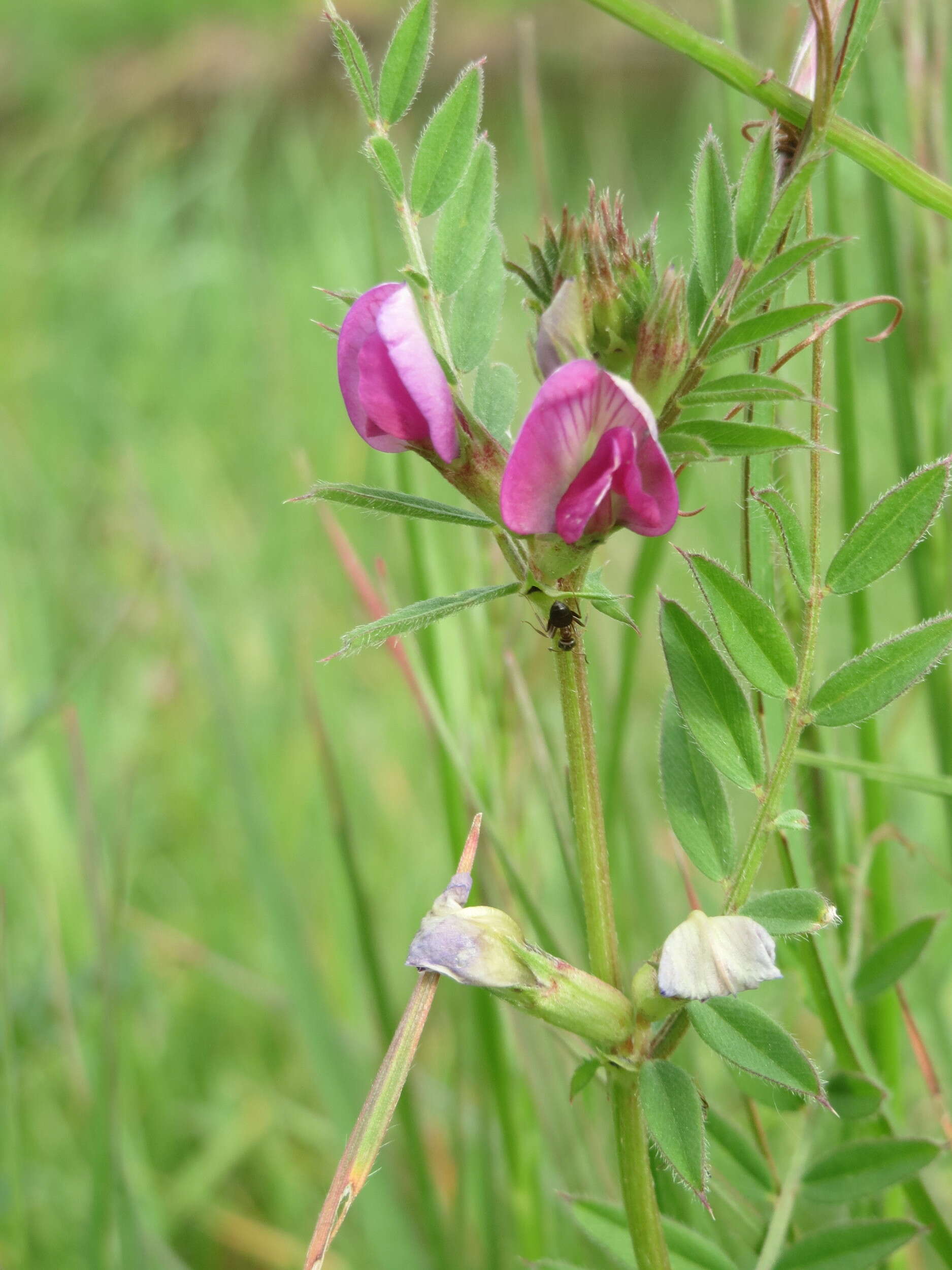 Image of Common Vetch