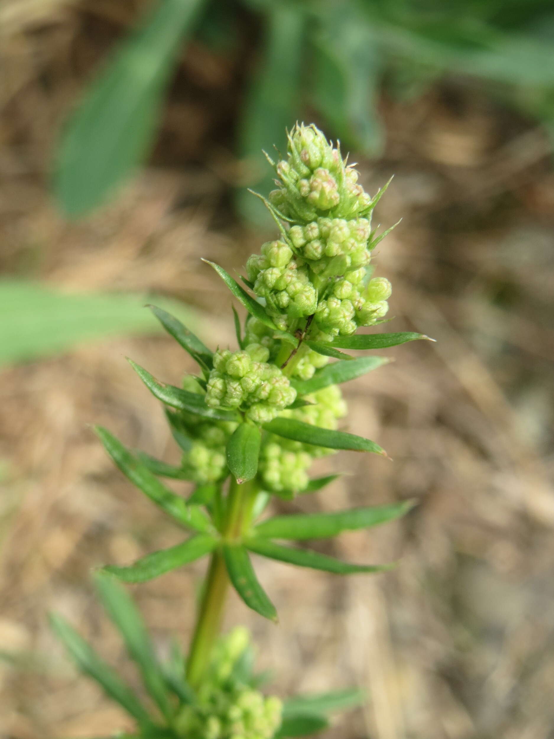 Image of White bedstraw