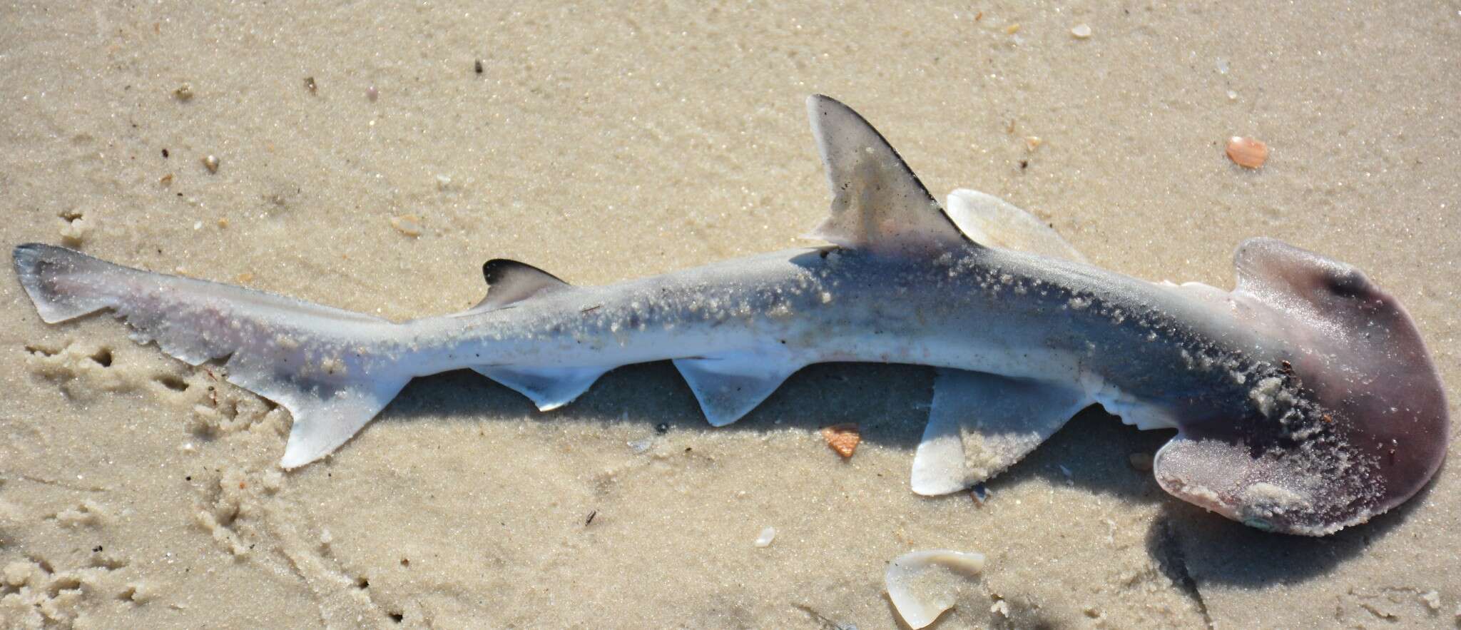 Image of Bonnethead Shark