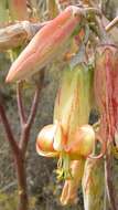 Image of Cotyledon orbiculata var. spuria (L.) Tölken