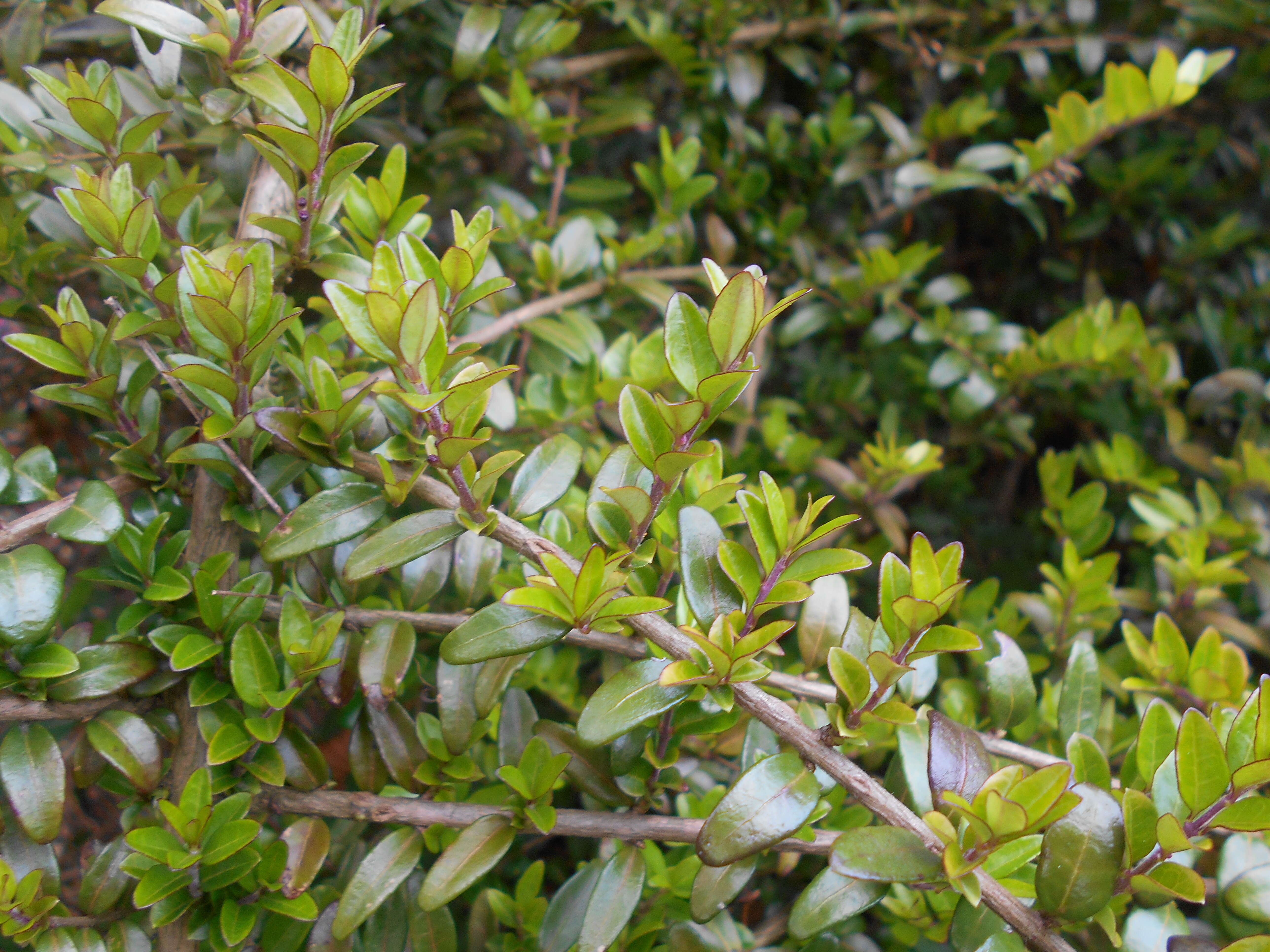 Image of box-leaf honeysuckle