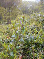 Image of box-leaf honeysuckle