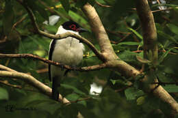 Image of Black-tailed Tityra