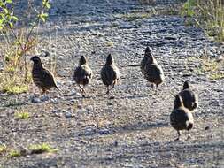 Image of Black-throated Bobwhite