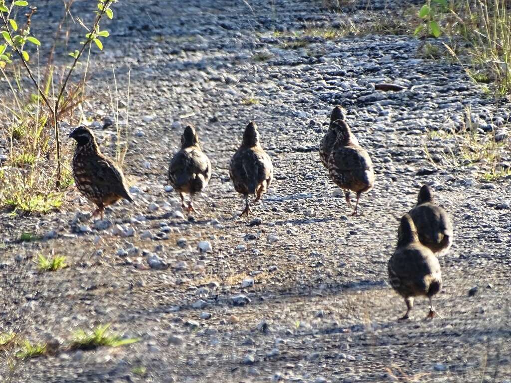 Image of Black-throated Bobwhite