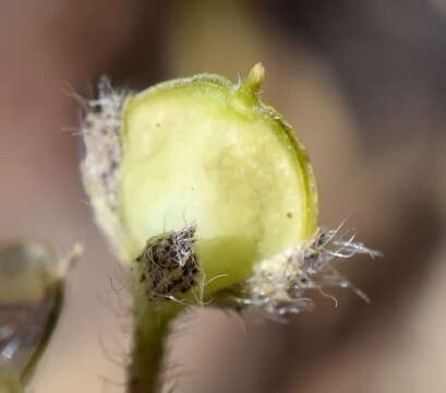 Image of Alyssum minutum Schlecht. ex DC.