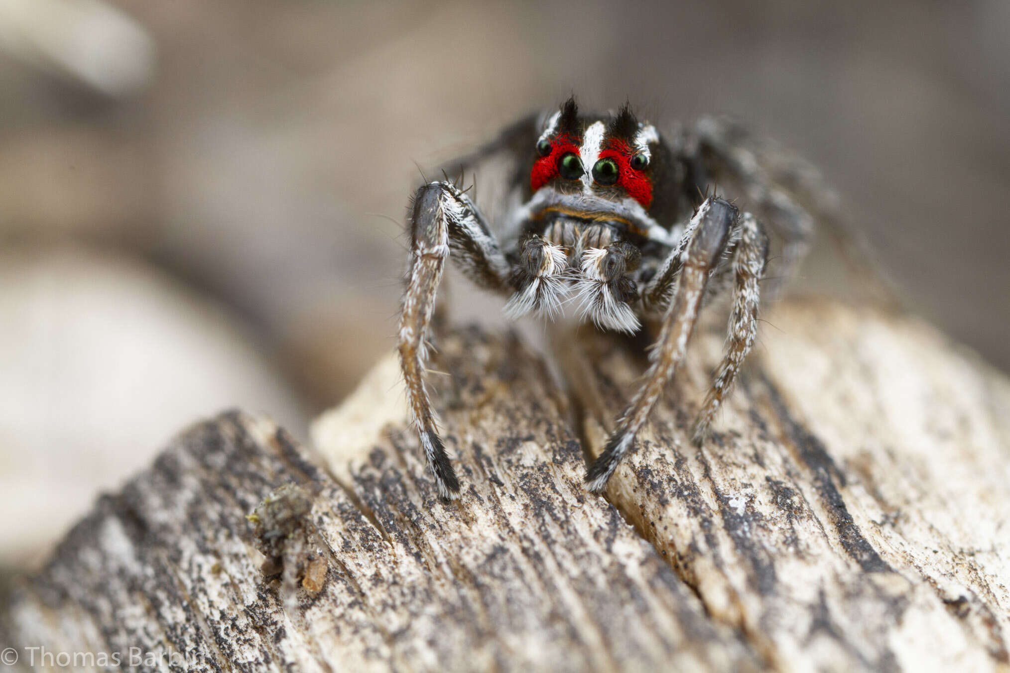 Image of Habronattus sansoni (Emerton 1915)