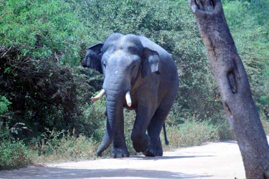 Image of Sri Lankan elephant