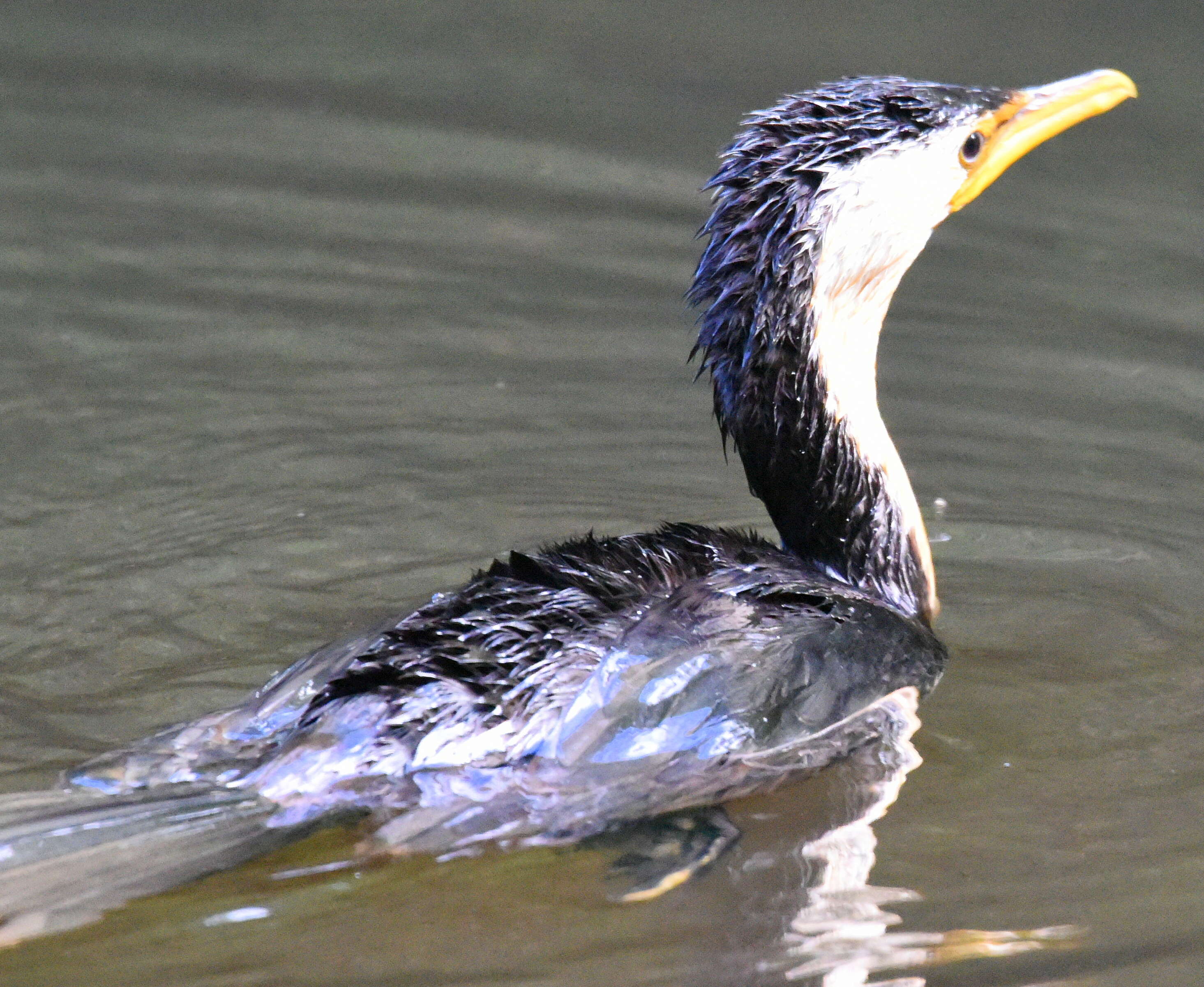 Image of Little Pied Cormorant