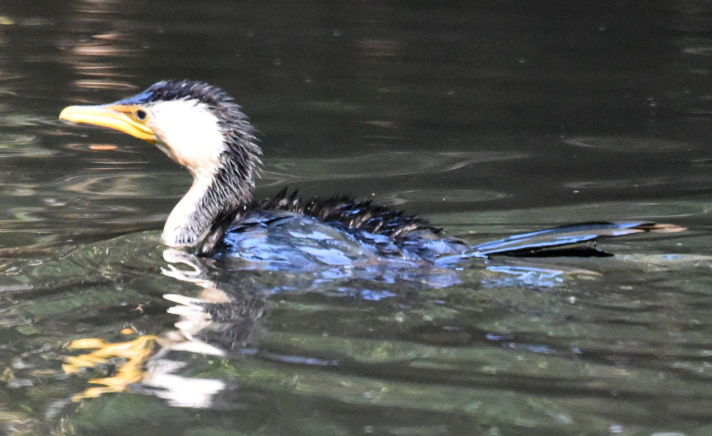 Image of Little Pied Cormorant