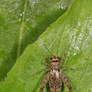 Neonemobius variegatus (Bruner & L. 1893) resmi