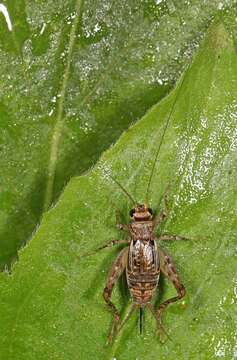 Neonemobius variegatus (Bruner & L. 1893) resmi