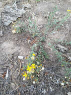 Image of hairy false goldenaster