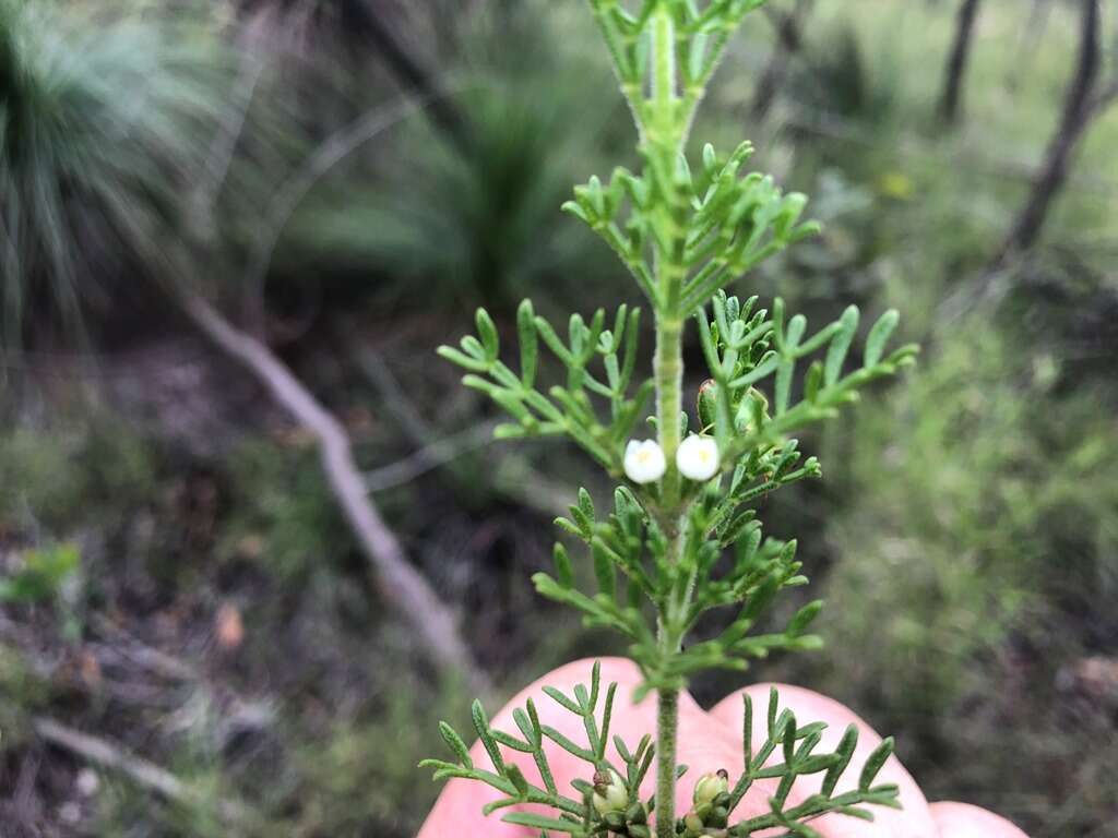 Image of Cyanothamnus occidentalis