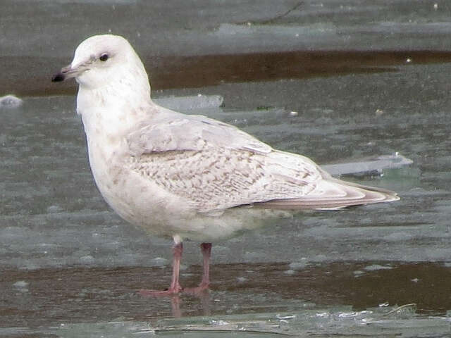 Image of Iceland Gull