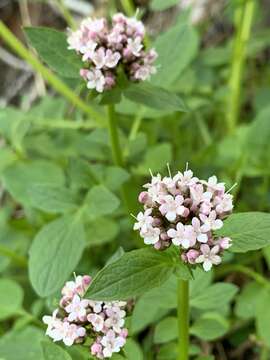 Image of Scouler's Valerian