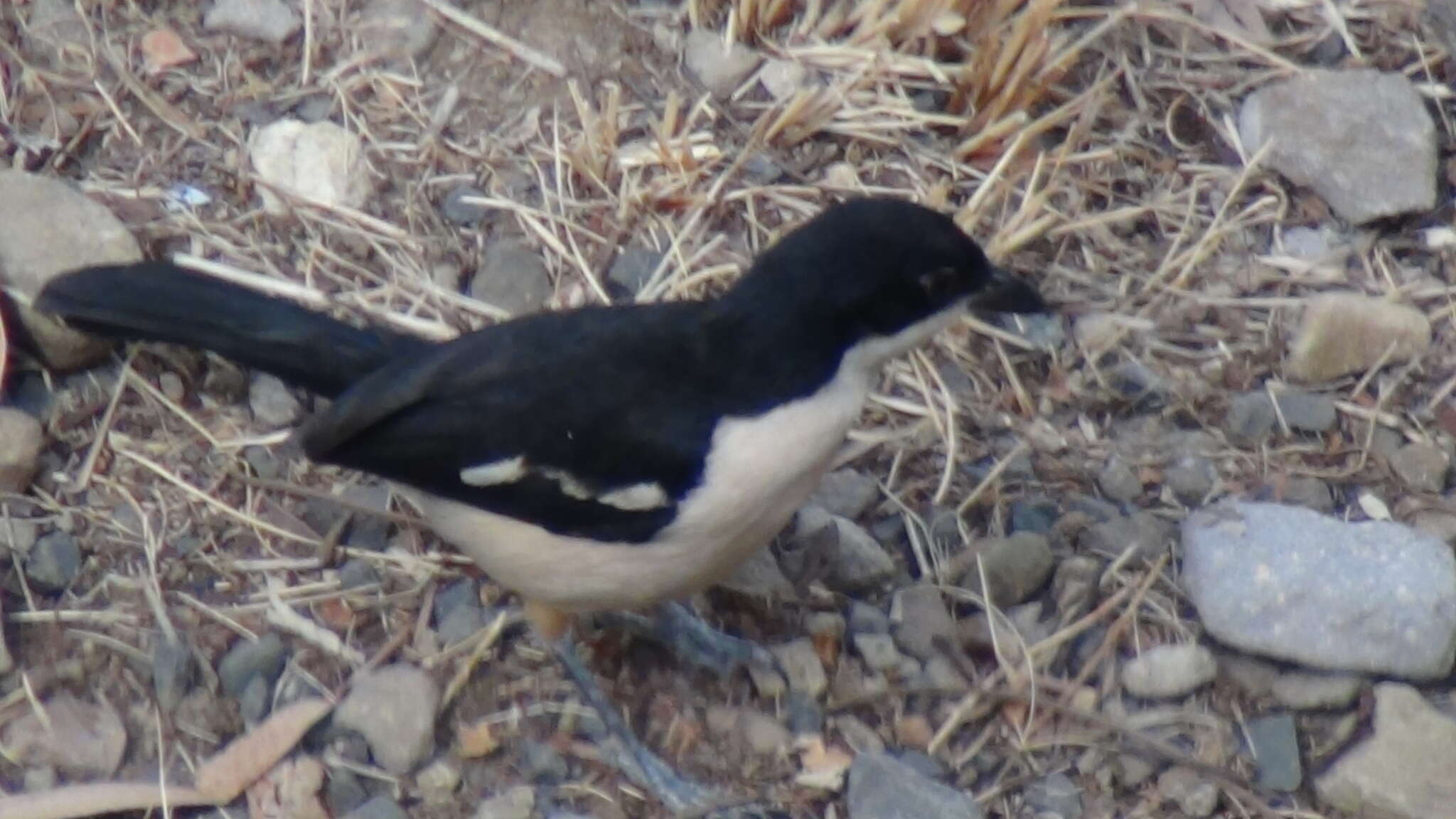 Image of Tropical Boubou