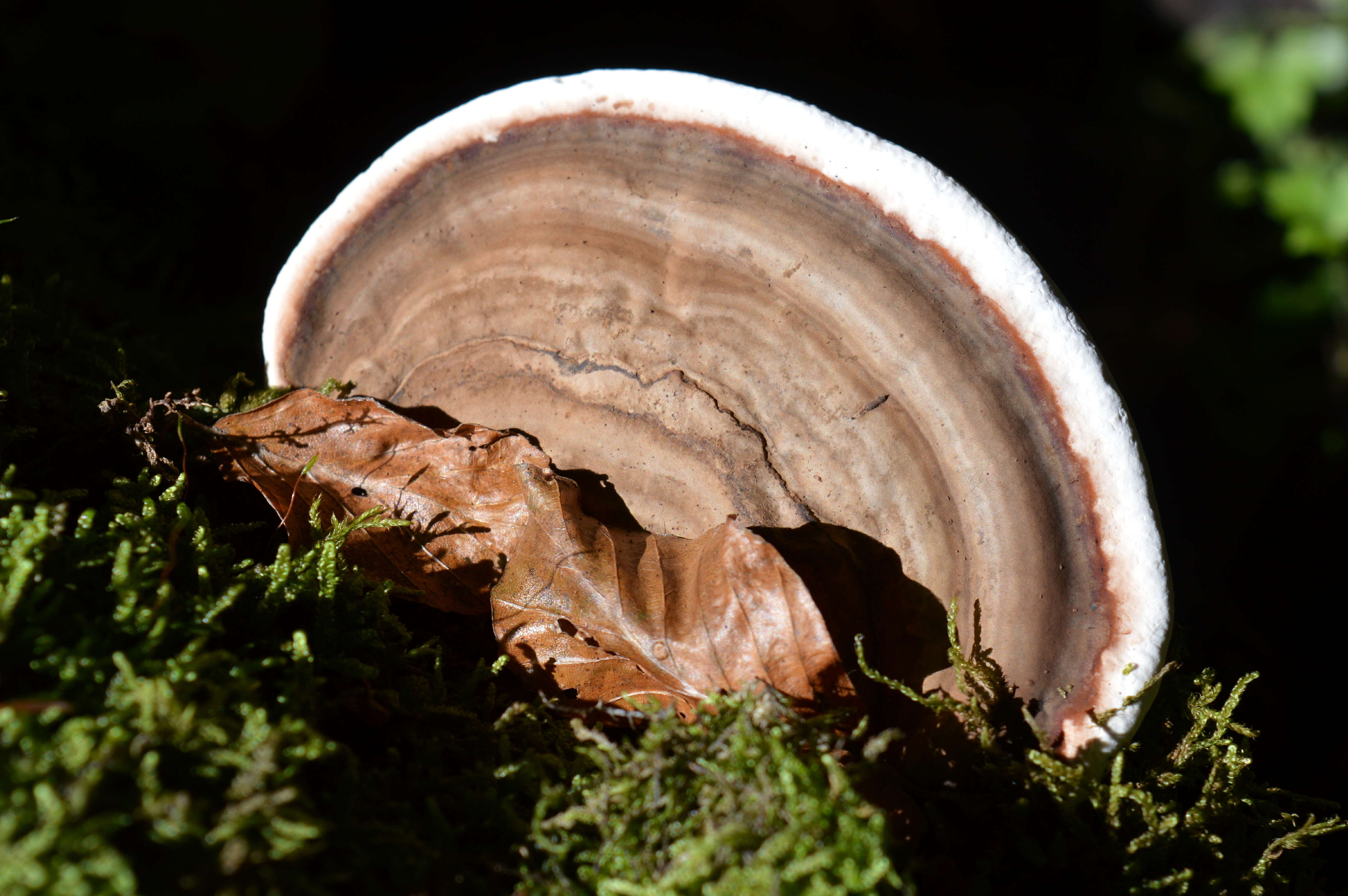 Image of Ganoderma applanatum