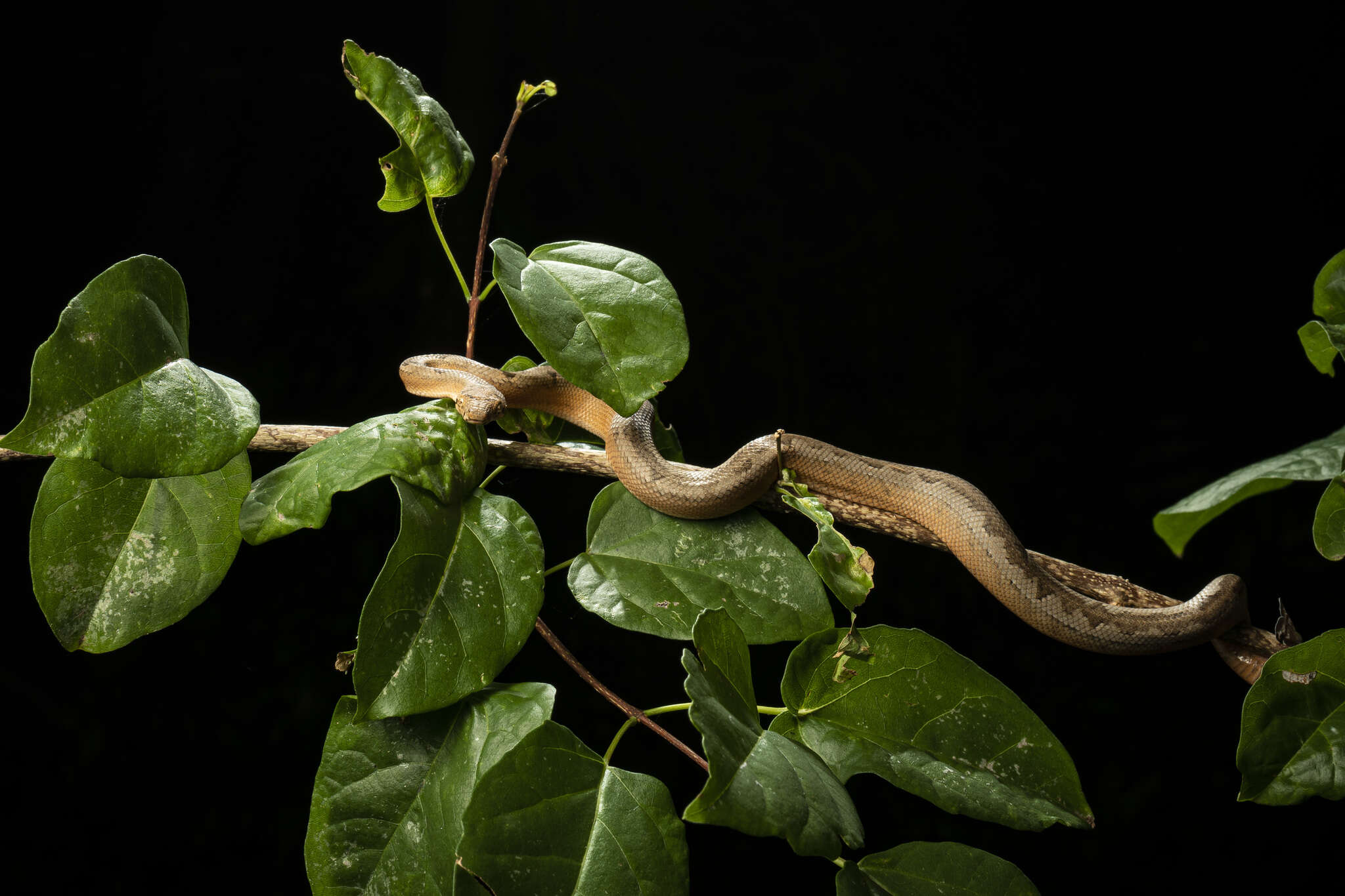 Image of Fiji Island Boa