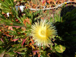 Image of hottentot fig