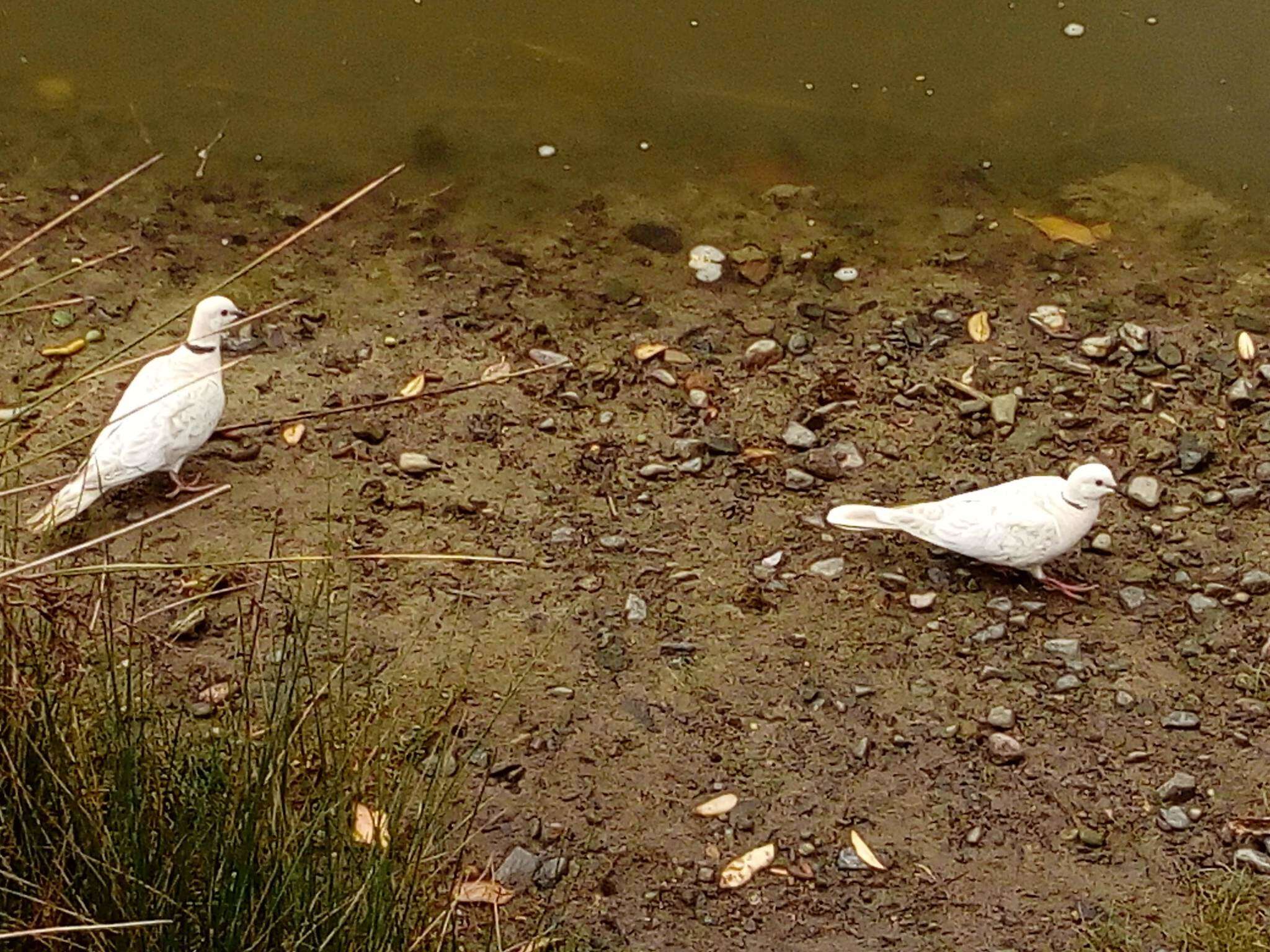 Image of African Collared Dove