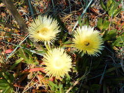 Imagem de Carpobrotus edulis (L.) N. E. Br.