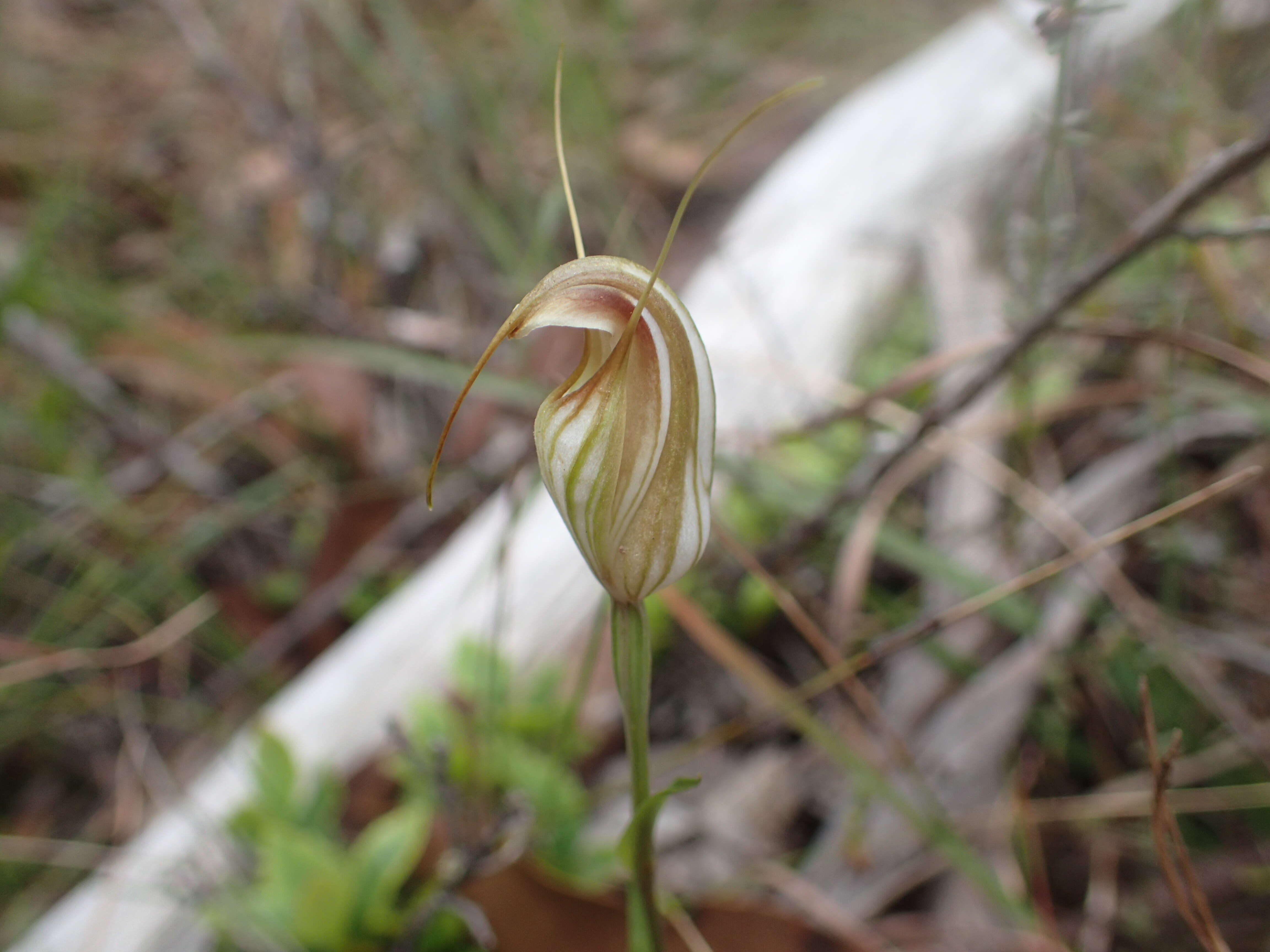 Image of Fisch's greenhood