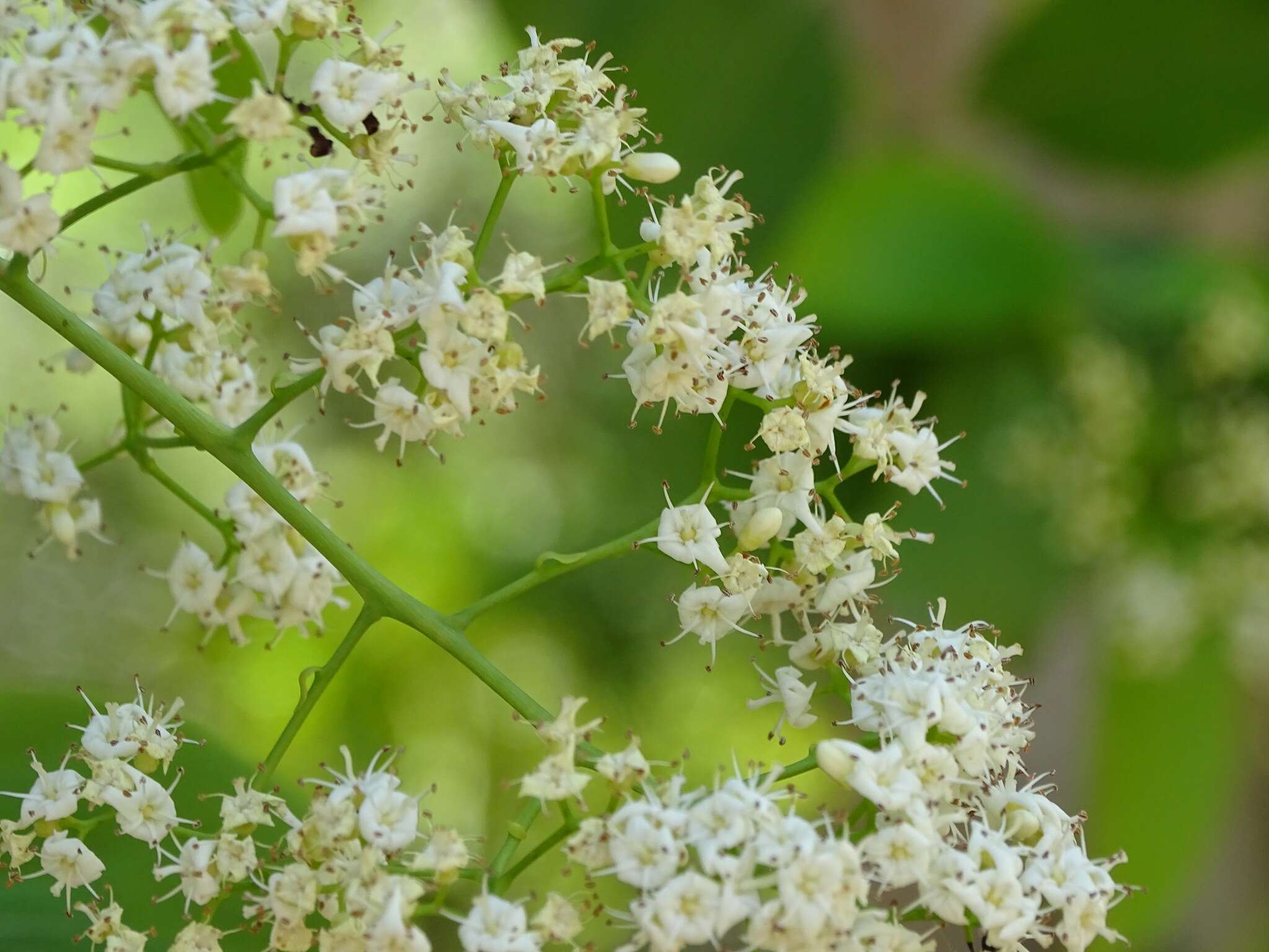 Image of Ehretia tinifolia L.