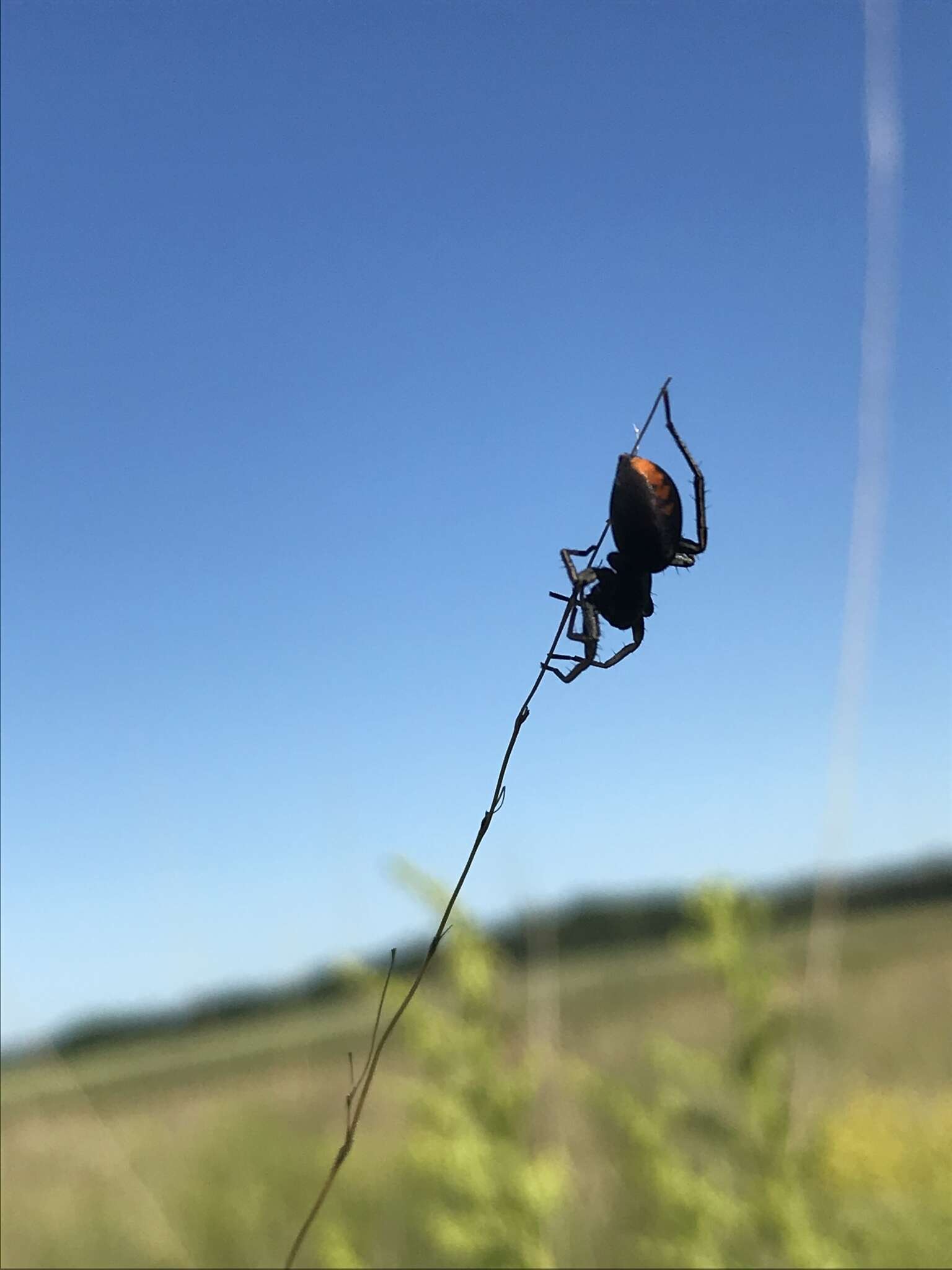 Image of Redspotted Antmimic