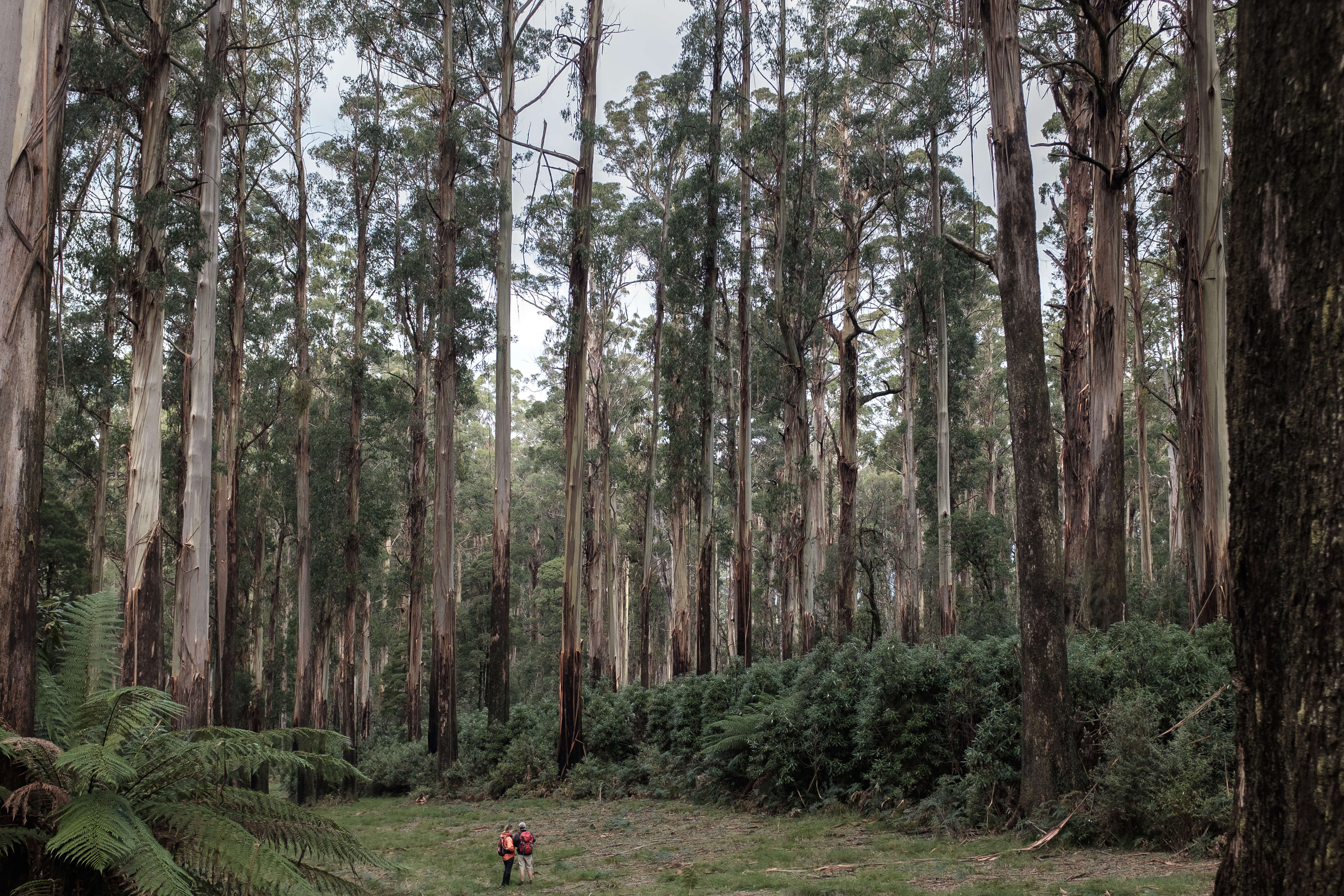 Image of Mountain ash