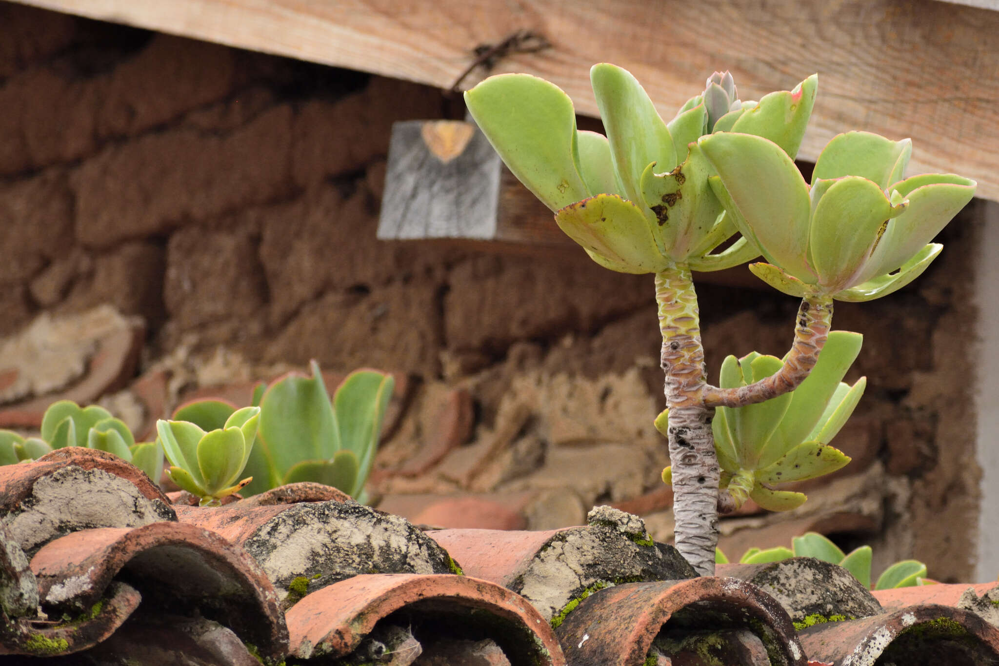 Image of Echeveria pallida Walther