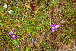 Image of Romulea ligustica Parl.