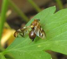 Image of Celery Fly