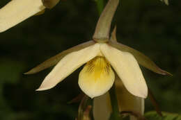 Image of Eulophia calanthoides Schltr.