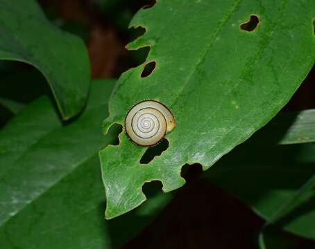 Plancia ëd Plectotropis brevibarbis (Pfeiffer 1859)