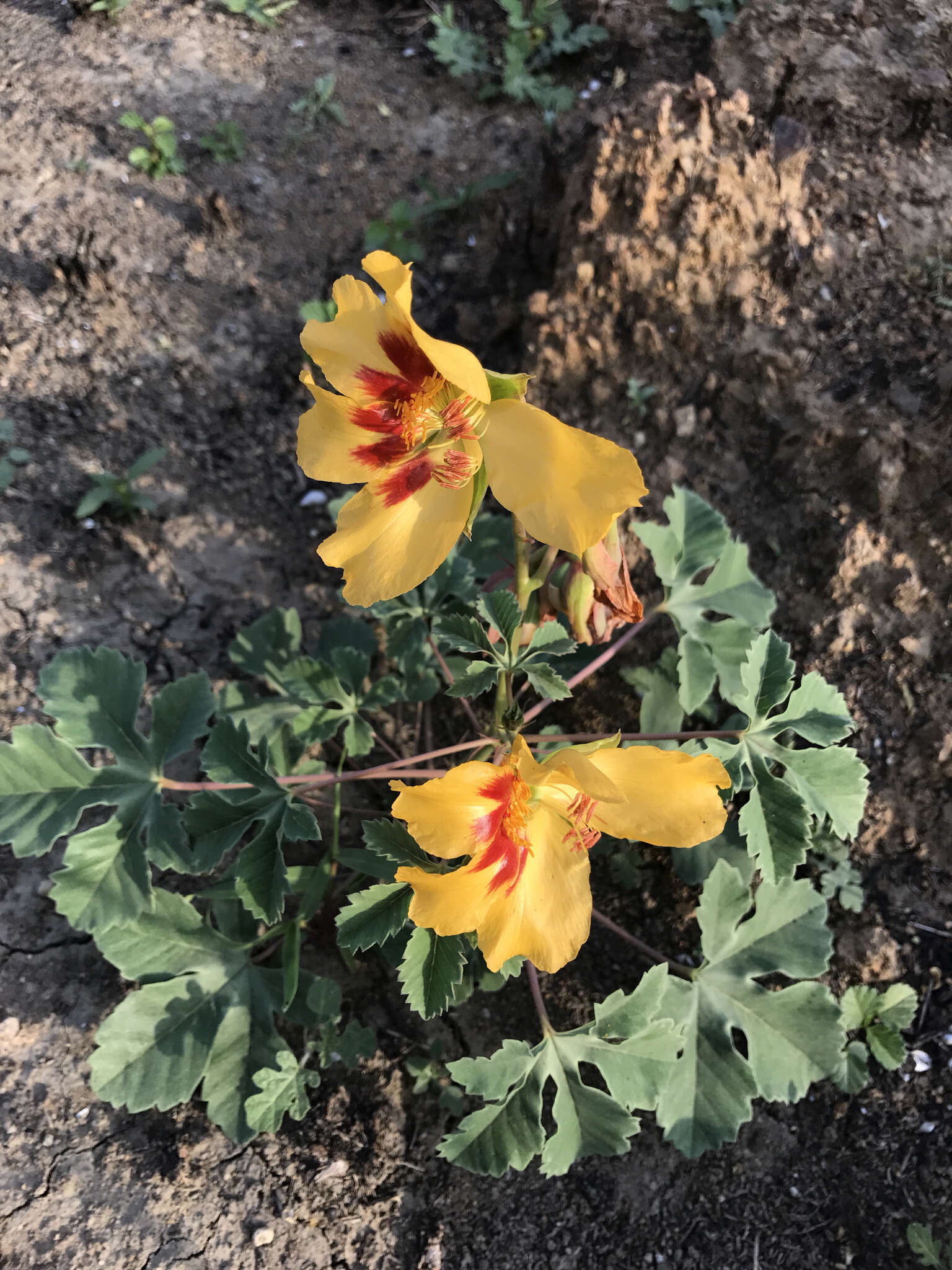 Imagem de Cochlospermum wrightii (A. Gray) Byng & Christenh.