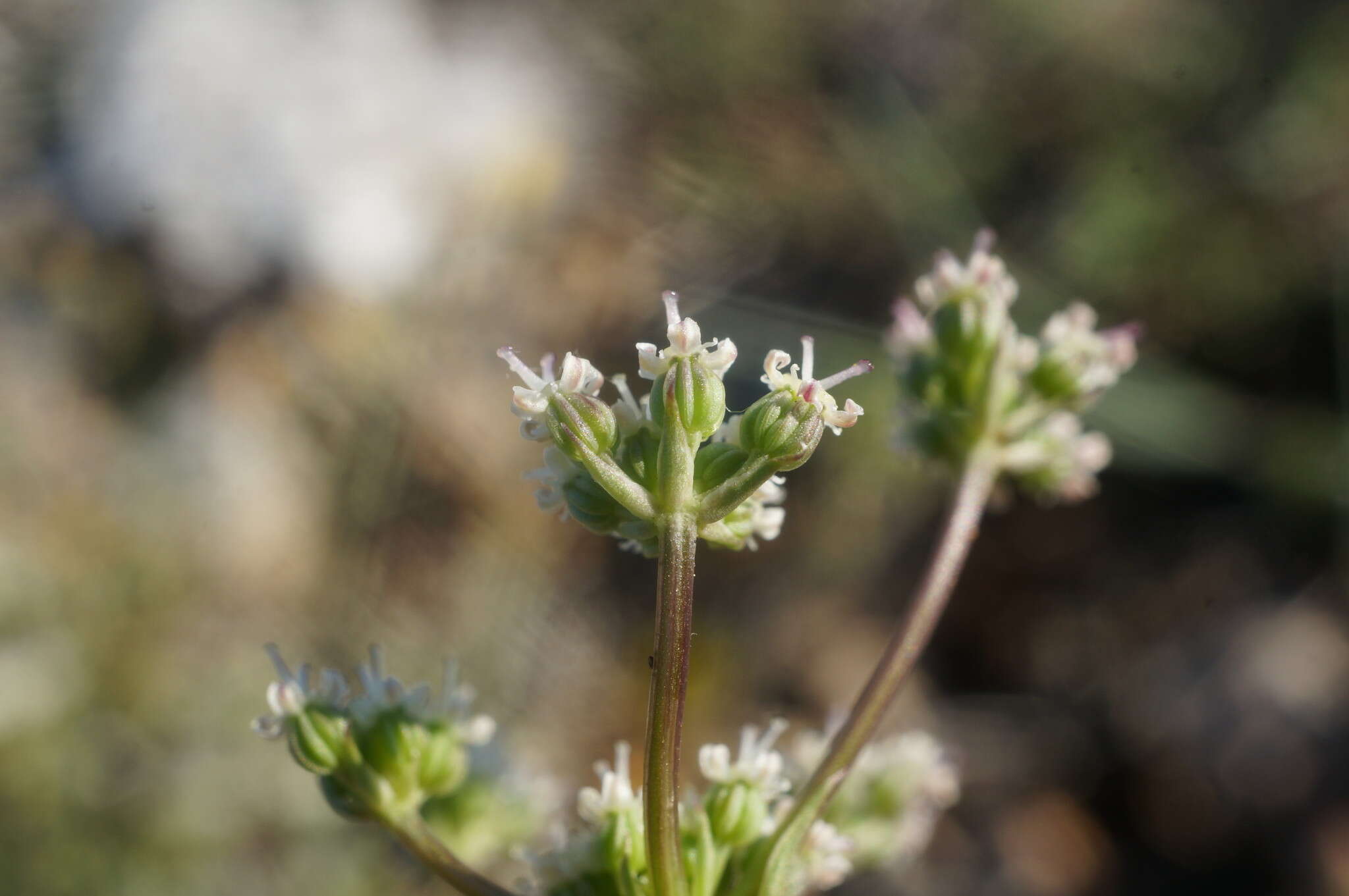 Image of Trinia biebersteinii N. M. Fedoronchuk