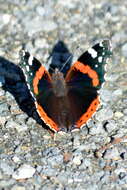 Image of Red Admiral