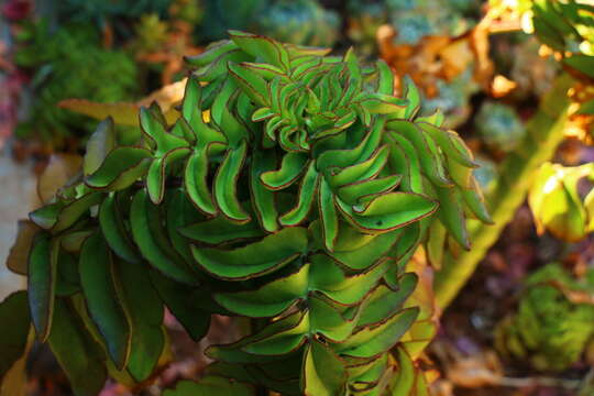 Image of Kalanchoe prolifera