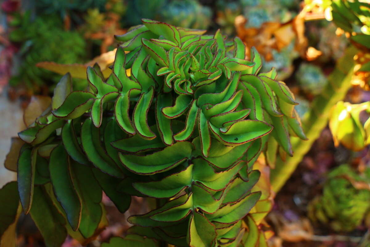 Image of Kalanchoe prolifera