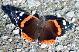 Image of Red Admiral