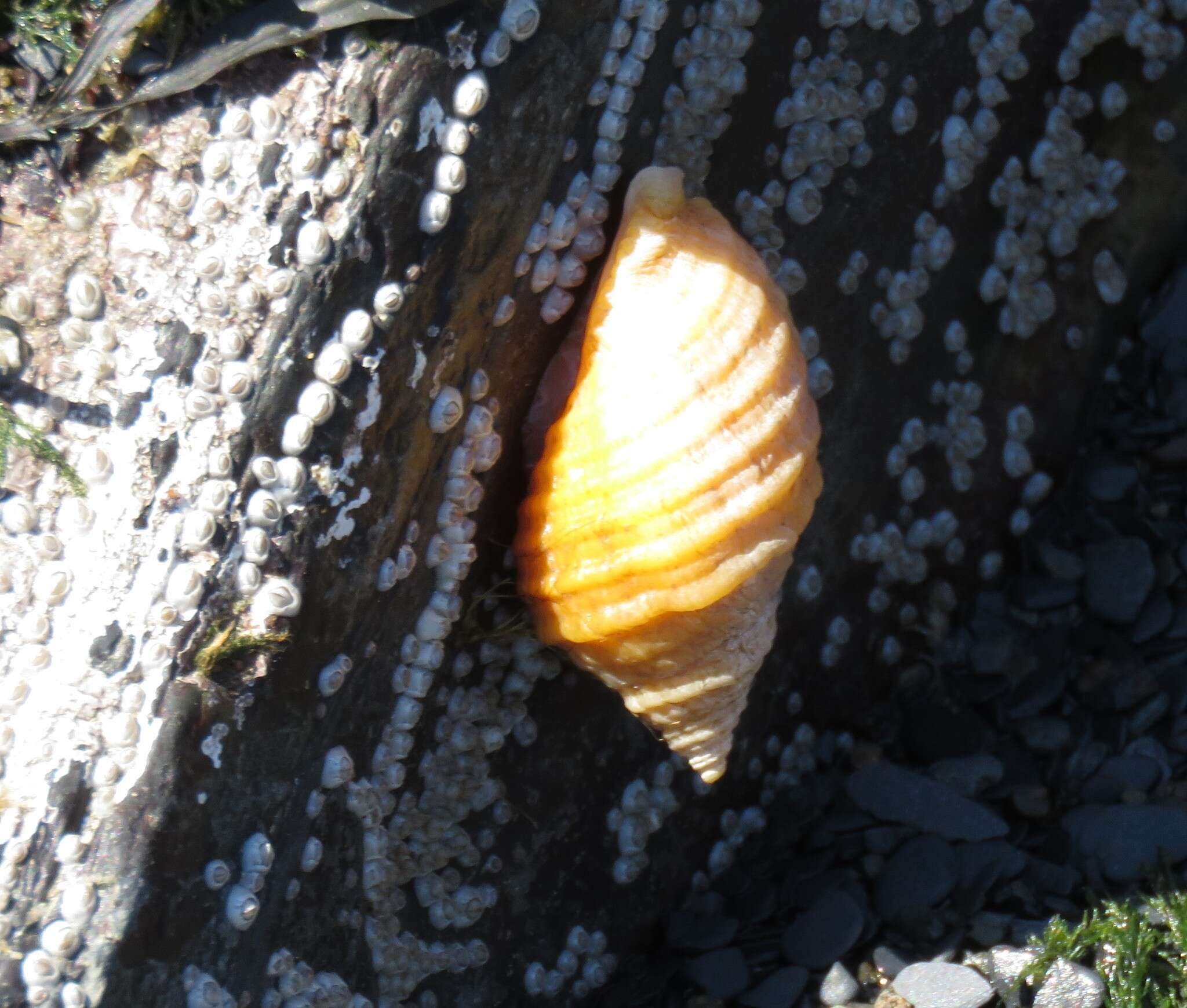 Image of Dog whelk