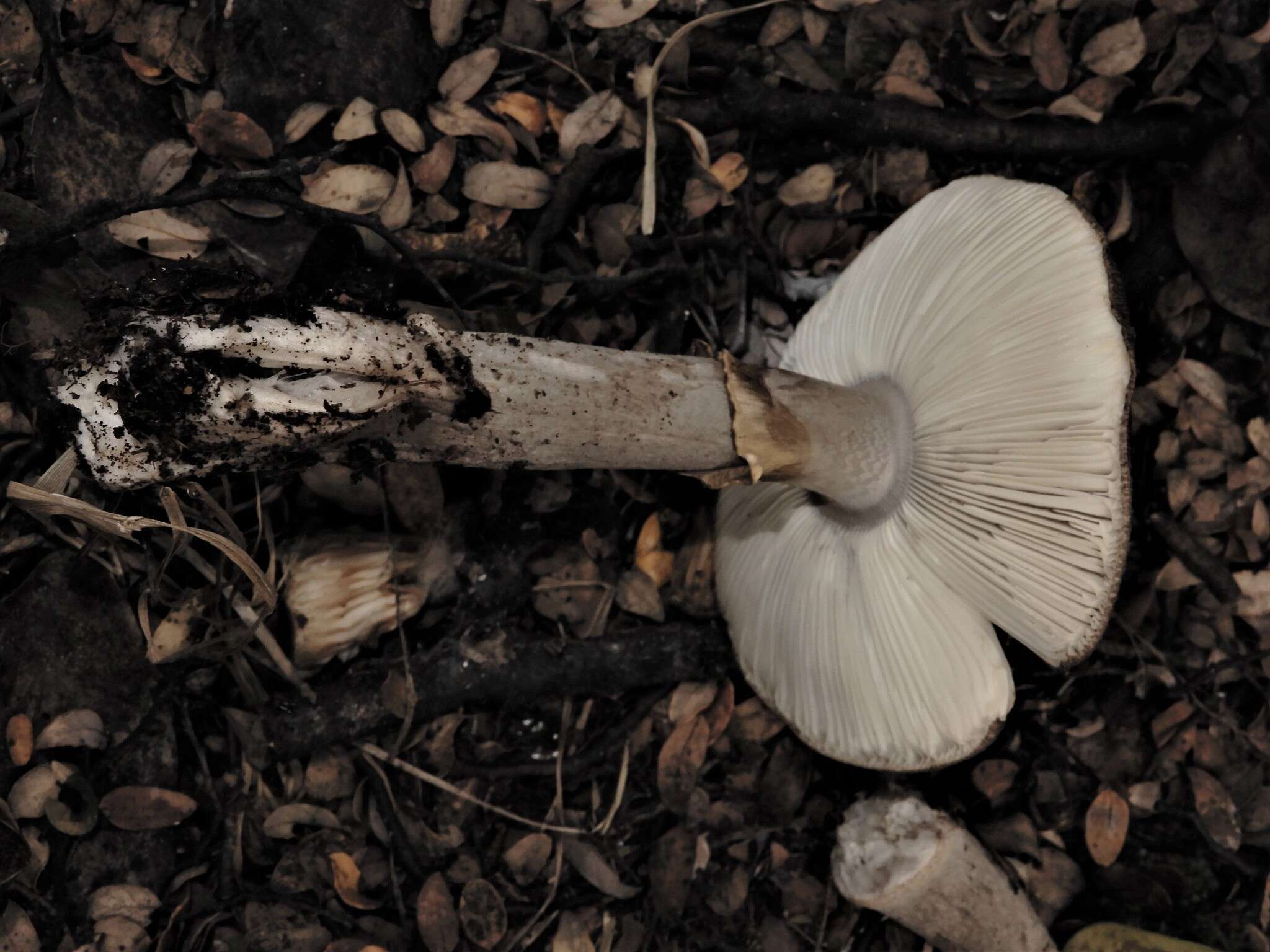 Image of Amanita nothofagi G. Stev. 1962