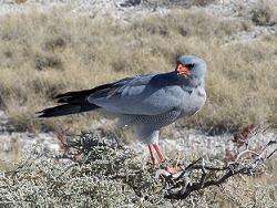 Image of Pale Chanting Goshawk