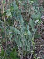 Image of Lesser Honeywort