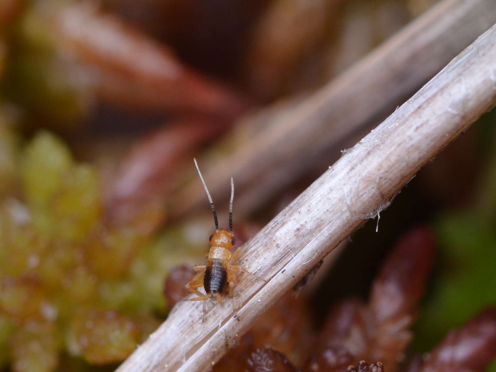 Image of Sphagnum Ground Cricket