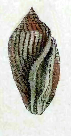 Image de Eucithara conohelicoides (Reeve 1846)