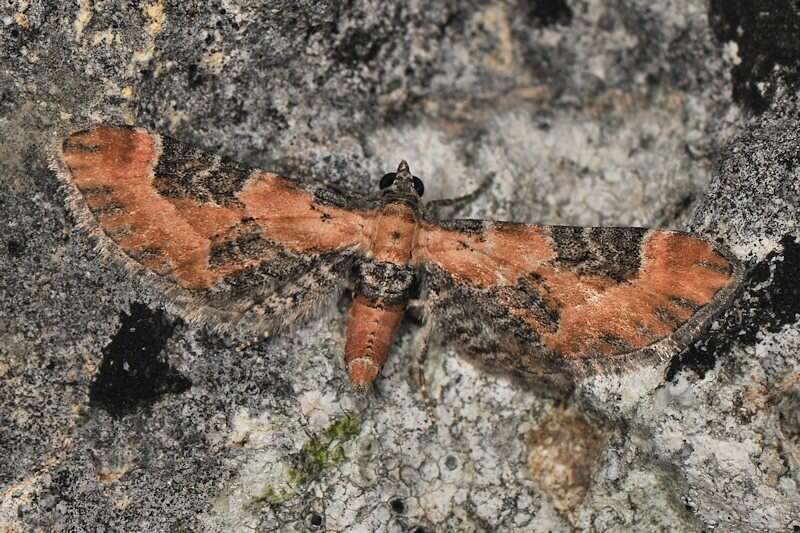 Слика од Eupithecia gueneata Millière 1862